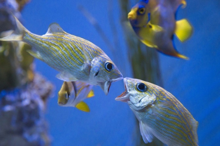 Fish_Breeding_Guide