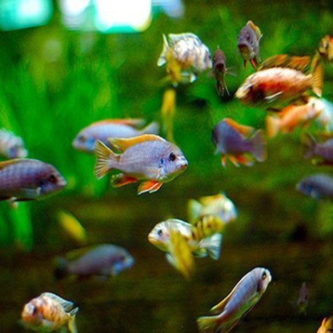 Fish_Compatibility