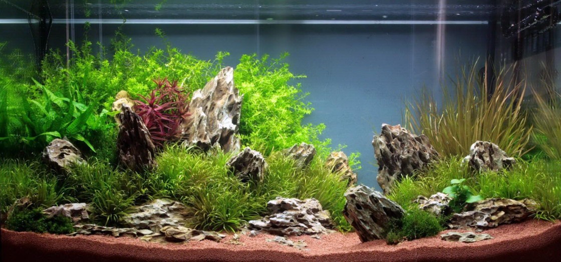 Aquascaping_Tips