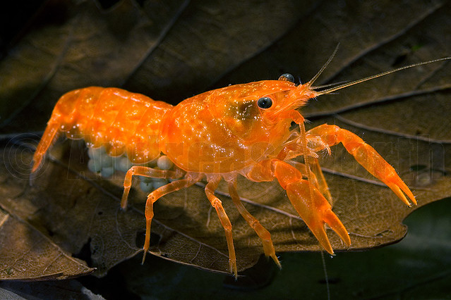 Aquatic_Invertebrates