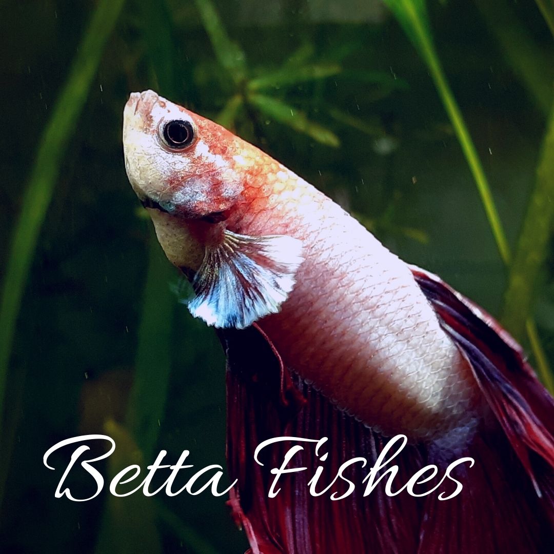 Betta