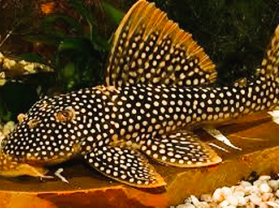 Bristlenose_Pleco