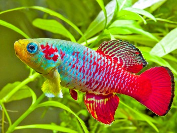 Colorful_Killi_fish