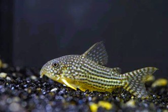Corydoras_Catfish