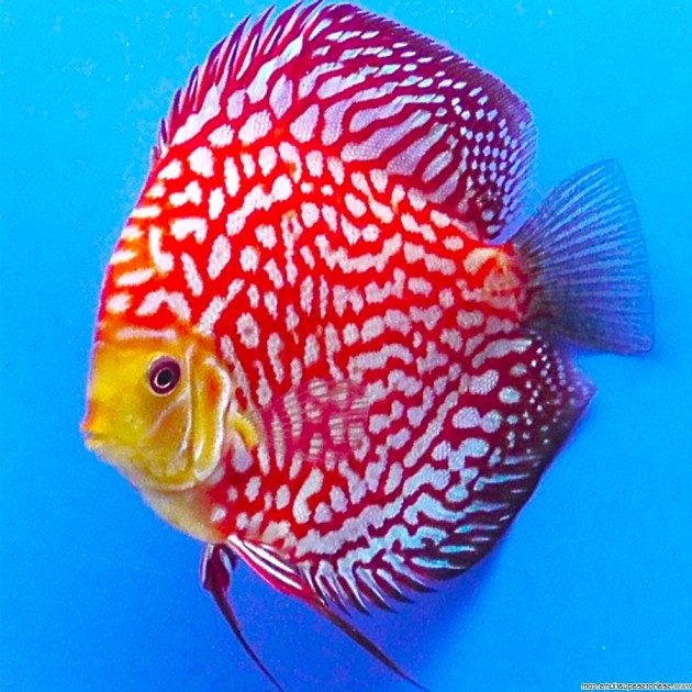 Discus