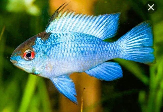 Electric_Blue_Ram