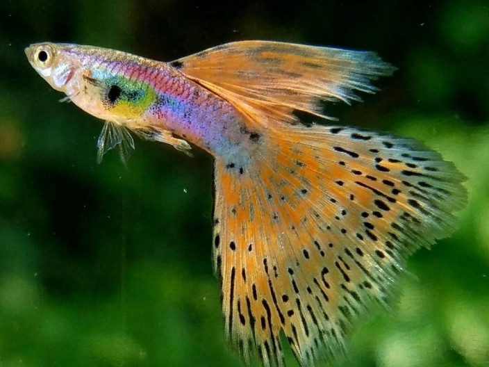 Guppy