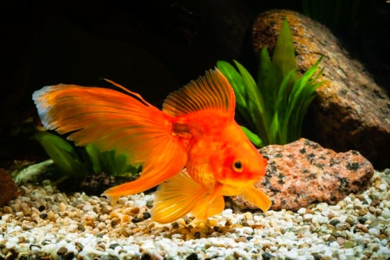 Goldfish
