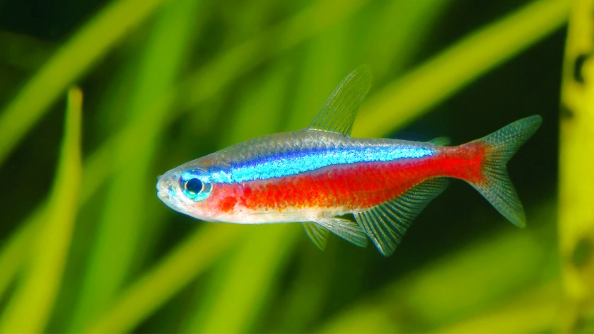 Neon_Tetra