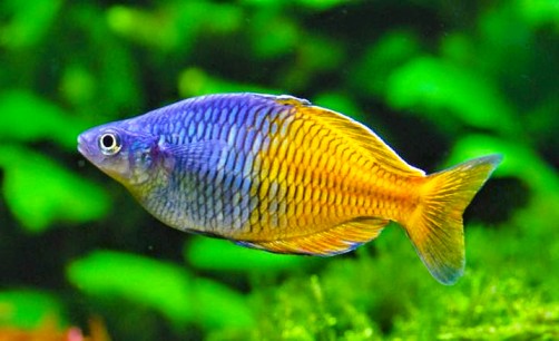 Rainbow_fish