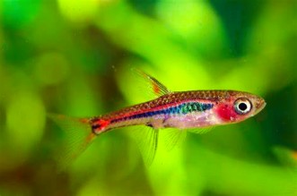 Rasbora