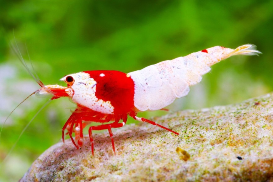 shrimps