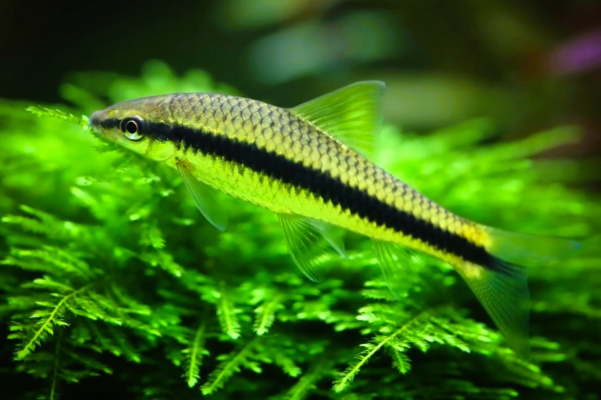 Siamese_Algae_Eater