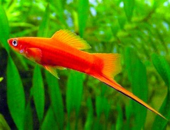 Swordtail