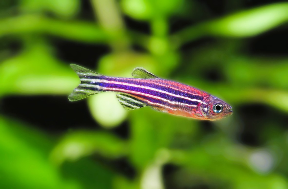 Zebra_Danio