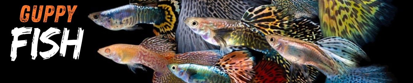 Aqaurium Flakes