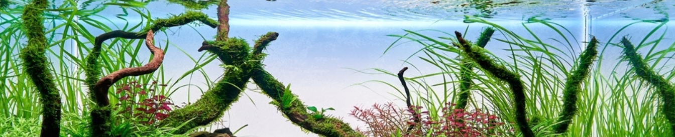 Aquapond