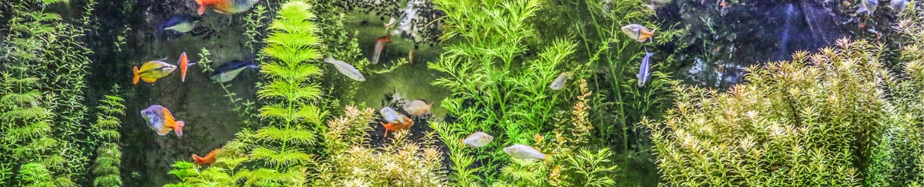 Golfish welcome