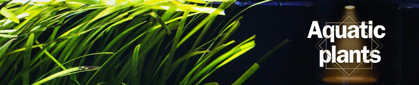 Golfish welcome