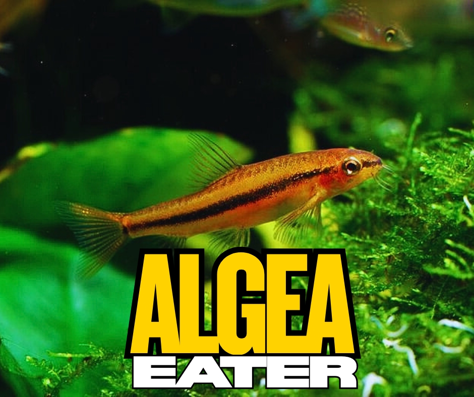 Algae Eater Entry