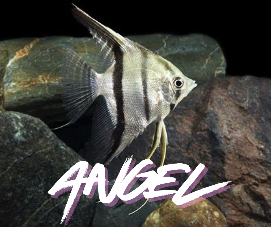 Angel Fish Entry