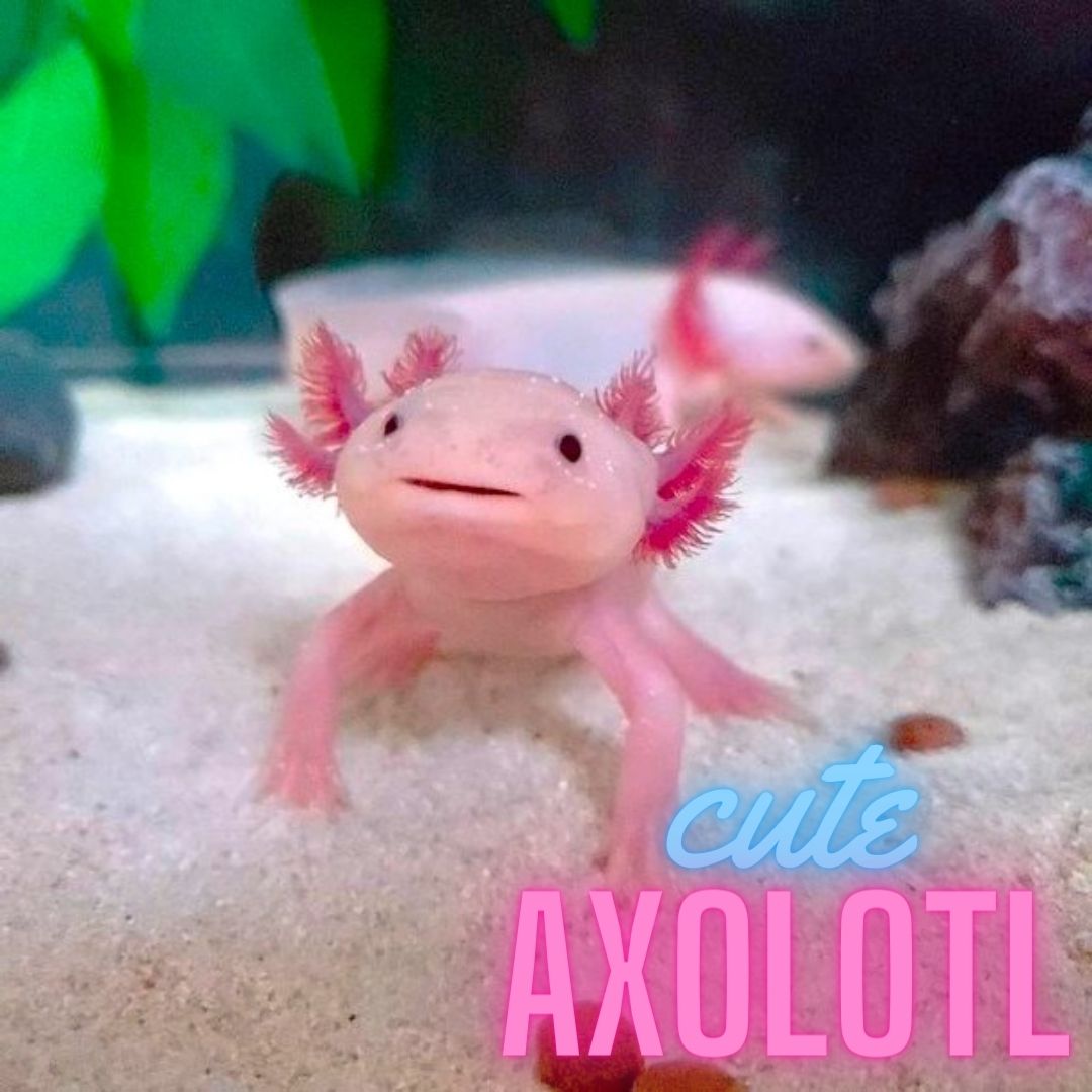 Axolotl Entry