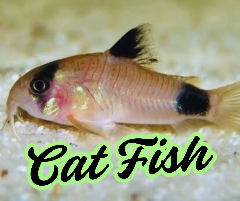 Cxat Fish Fishes | Pet Carat