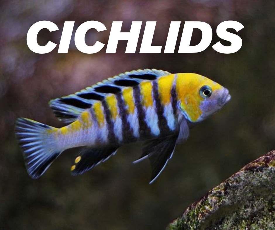Cichlids Entry
