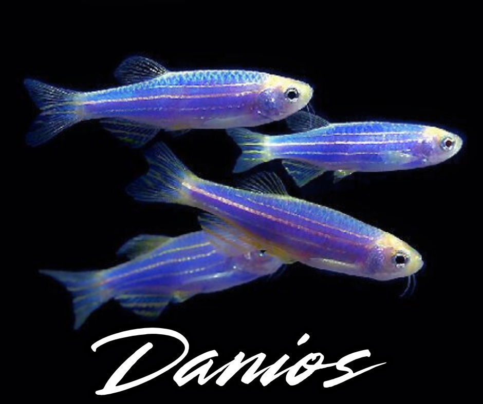 Danios Entry