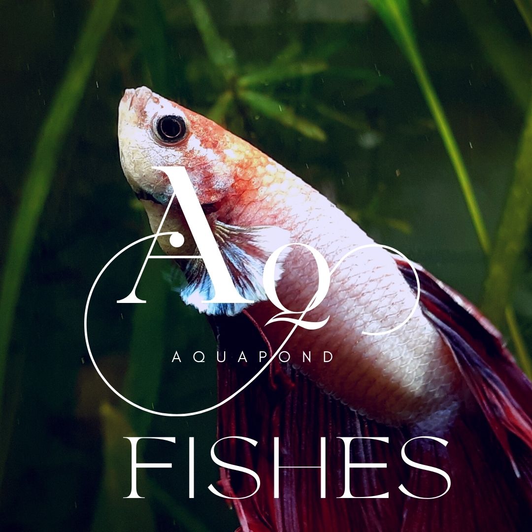 Fishes 1