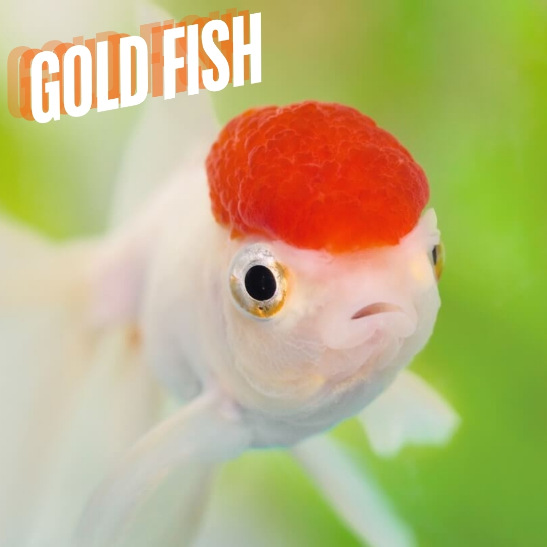 Goldfish 1