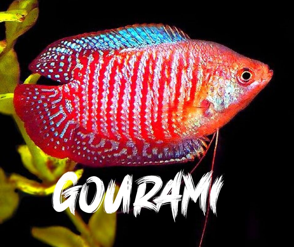 Gourami Entry