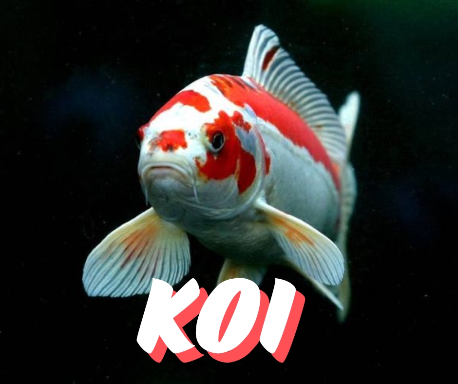 Koi Entry