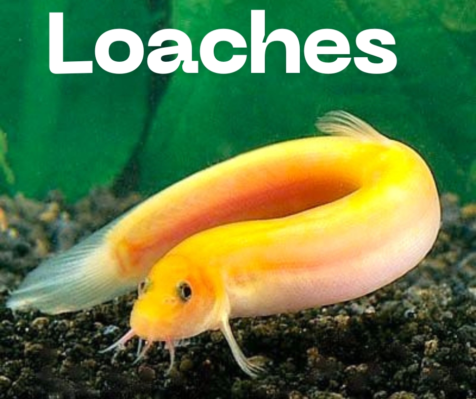 Loaches Entry