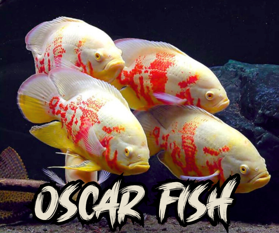 Oscar Fish Entry