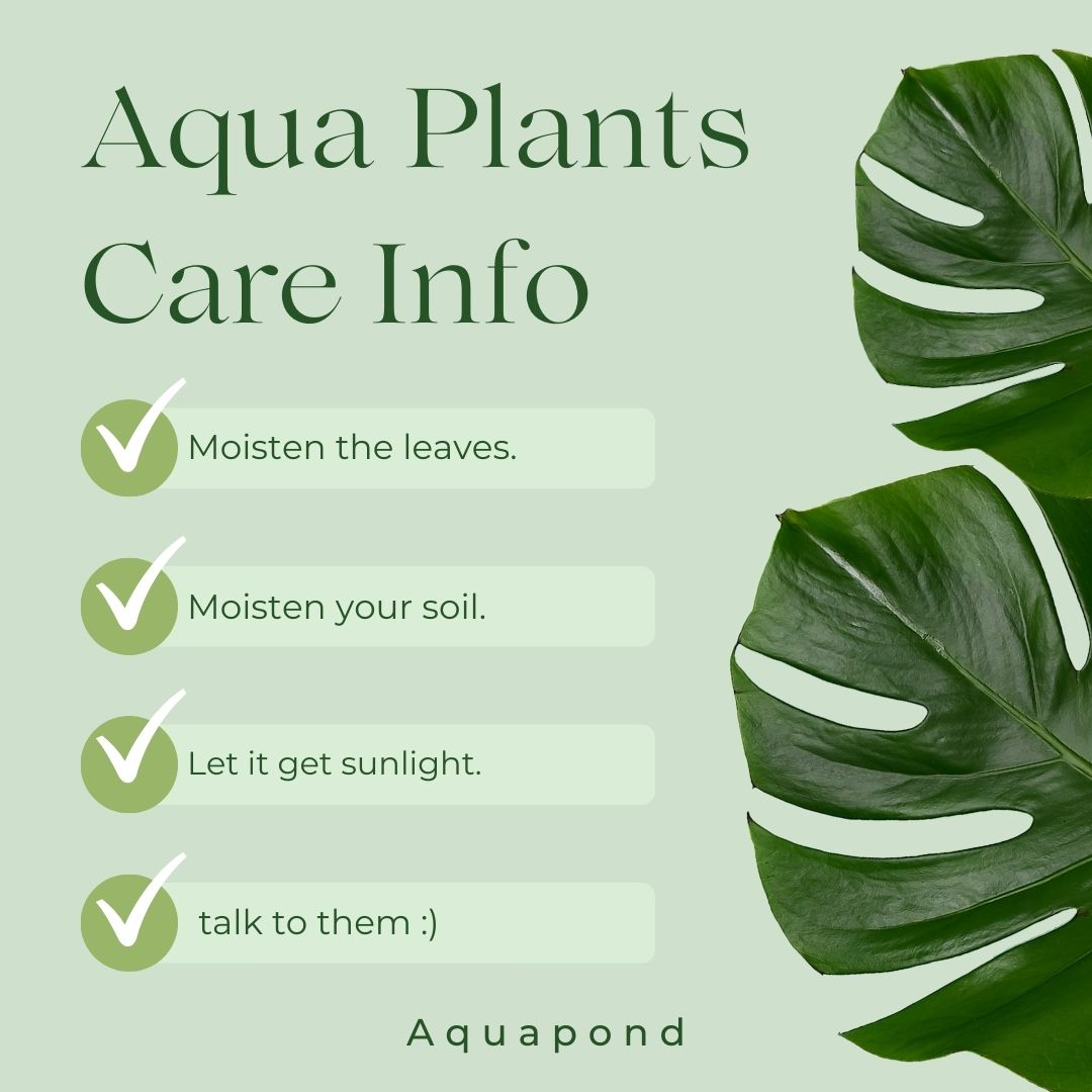 aquatic_aquarium_plants