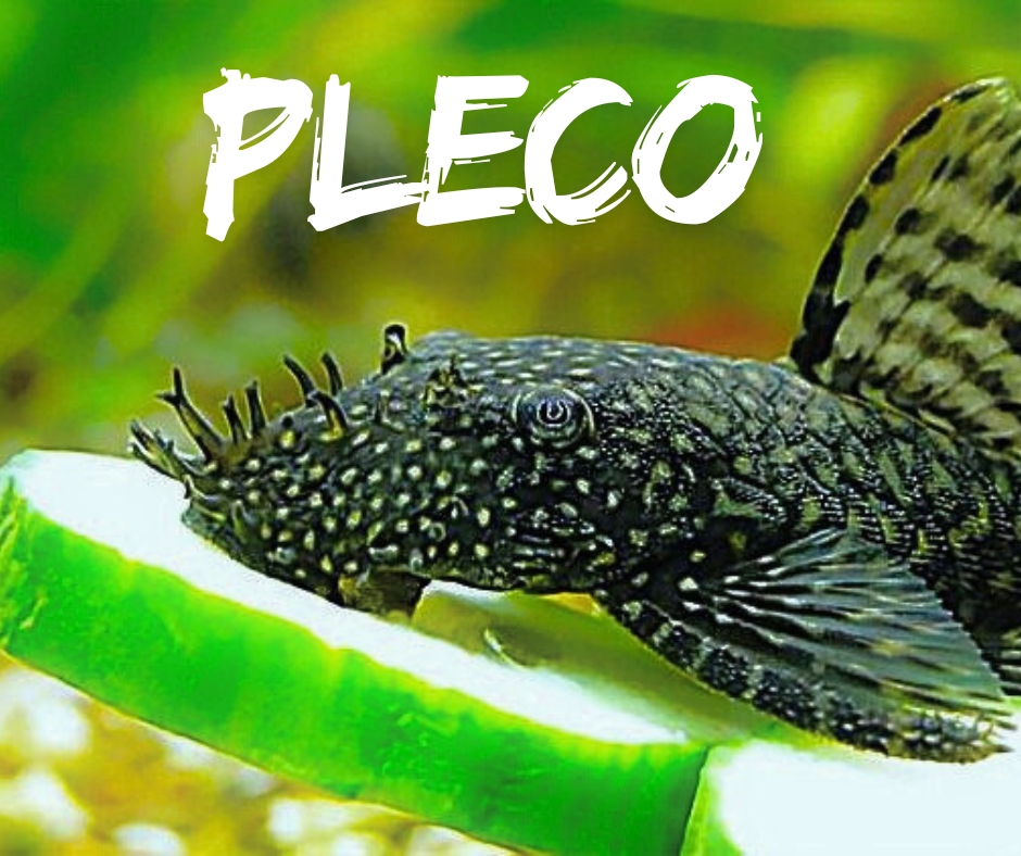 Plecos Entry